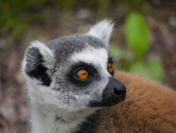 Augsburger Zoo Katta