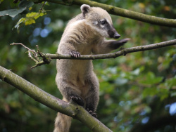 Augsburger Zoo Nasenbr