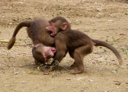 Augsburger Zoo Paviankinder