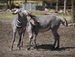 Augsburger Zoo Zebras