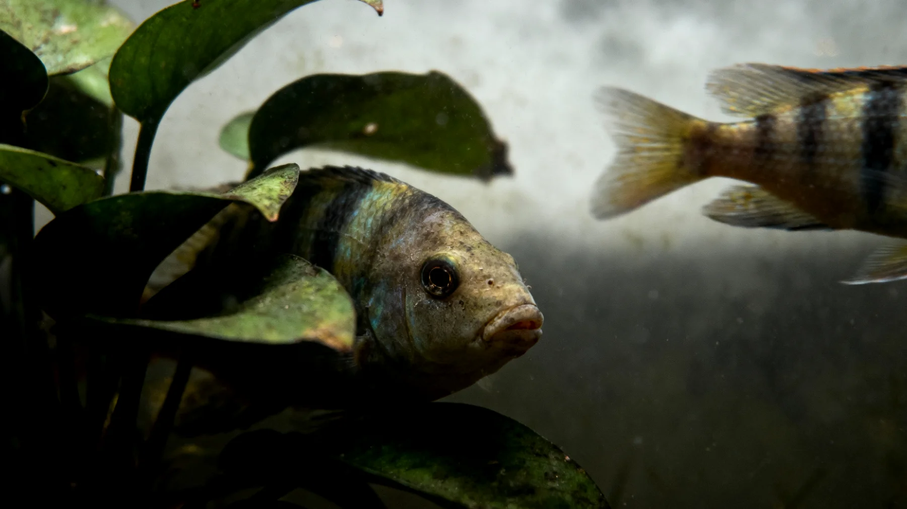 Fische zeigen Stressverhalten im Aquarium durch hektisches Schwimmen, Verstecken oder Farbverlust, was auf suboptimale Wasserbedingungen, ungeeignete Beckeneinrichtung oder fehlende Rückzugsmöglichkeiten hinweisen kann"